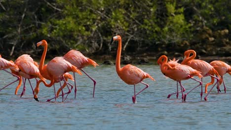 flock of flamingos walk uniformly as pack with wind blowing across feathers