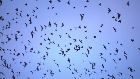 Nahaufnahme-Von-Schwalben,-Die-In-Einer-Großen-Gruppe-Fliegen,-Blauer-Himmel