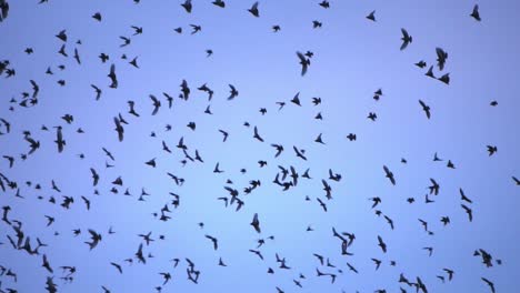 primer plano de golondrinas volando en gran grupo, cielo azul
