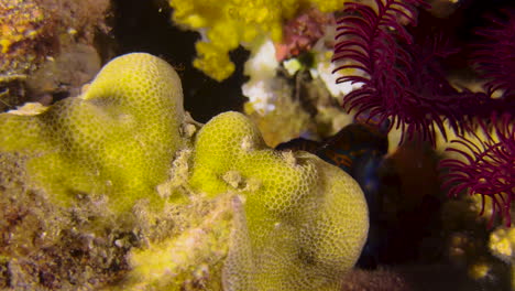 Male-Mandarinfish-circles-yellow-hard-coral-at-twilight-in-Indo-Pacific