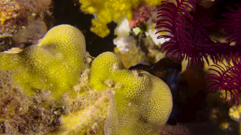 male mandarinfish circles yellow hard coral at twilight in indo-pacific