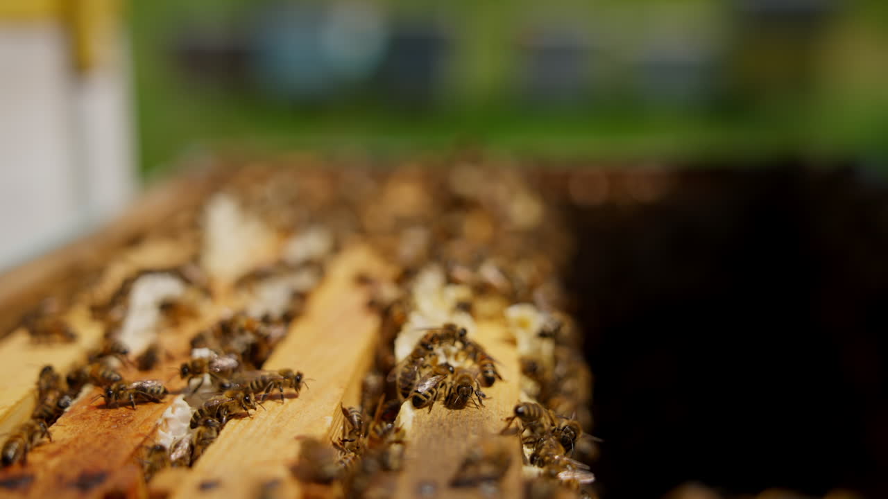 Active working busy bees on tops of honey frames. Insects waving tiny wings inside the bee hive. Close up. Blurred backdrop.