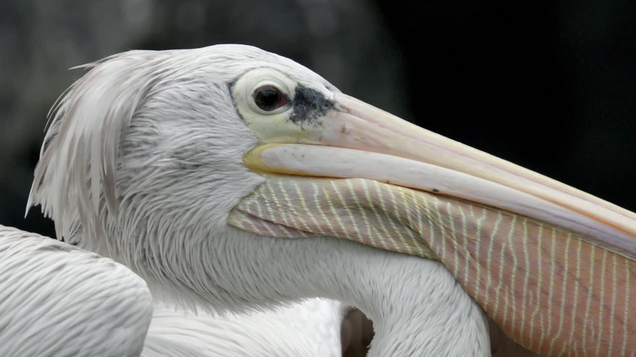 Pelican's Head With White Plumage, Long Pale Bill, And Dark Eye Patch. closeup shot, side view