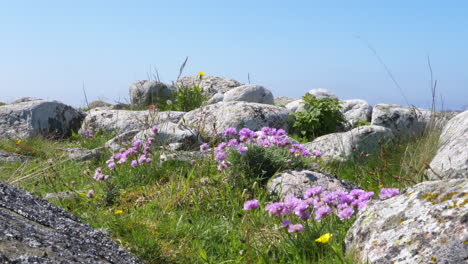 sea thrift with rocks along coastal province of sweden