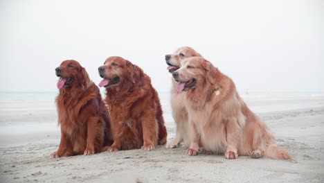 group of old golden retriever dogs sitting on the sand and resting on the beach in the morning