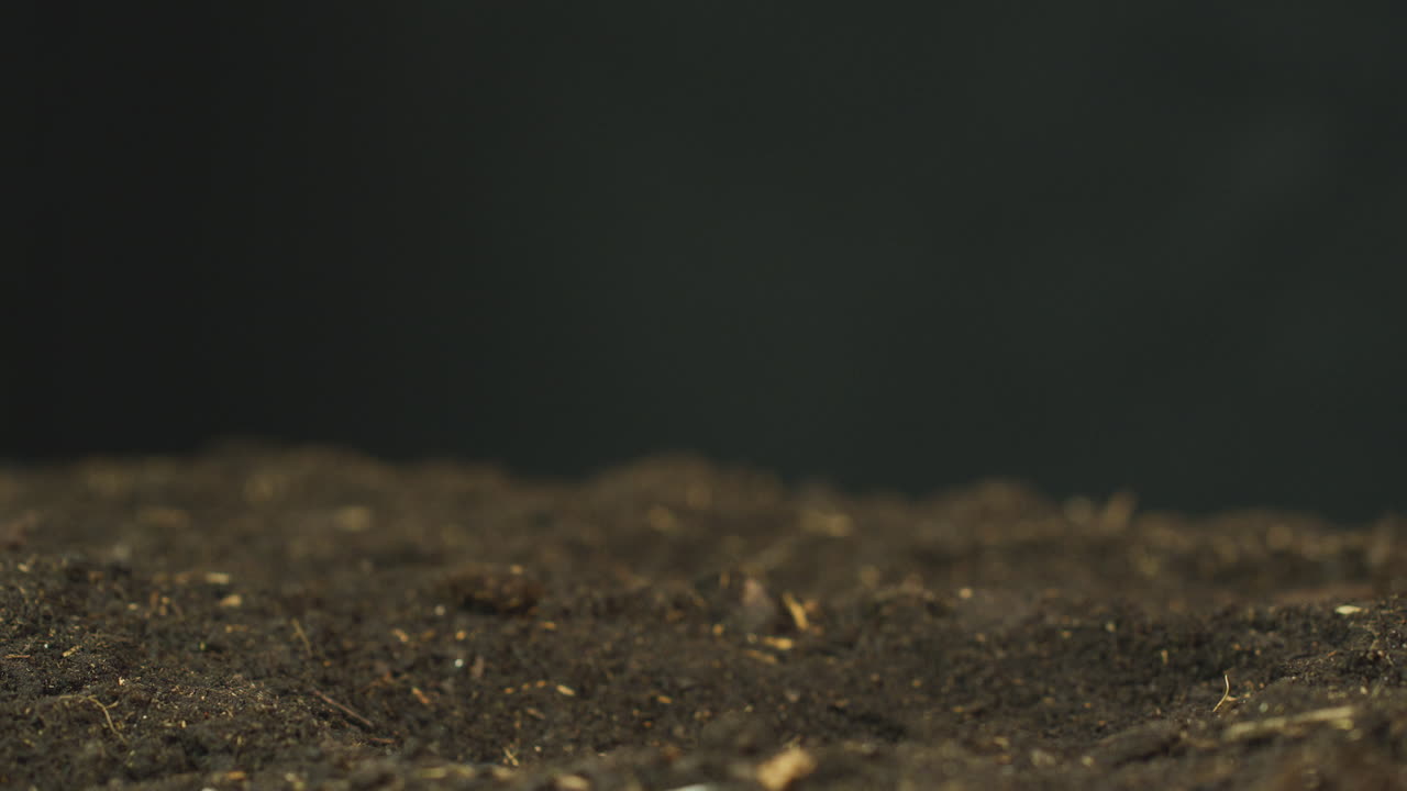 Time Lapse Sequence Of Pink Cyclamen Persicum Plant Growing In Garden Soil