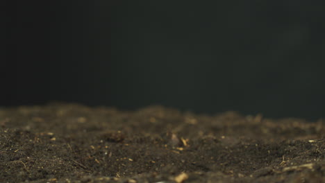time lapse sequence of pink cyclamen persicum plant growing in garden soil