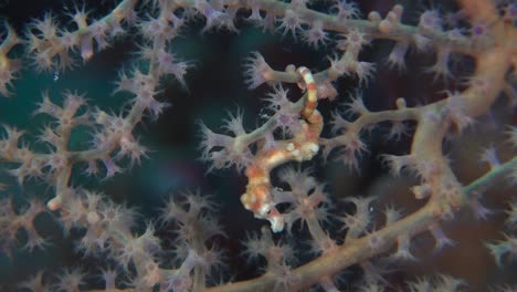 pygmy seahorse swimming in purple sea fan