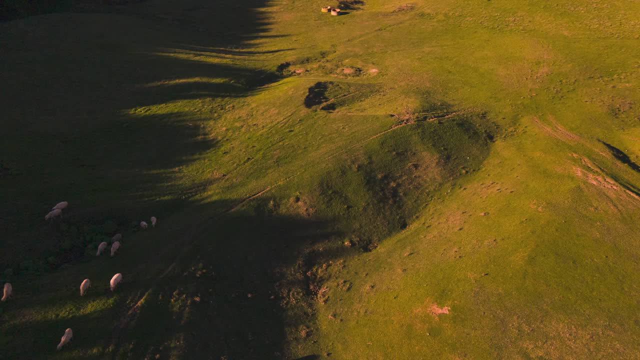 루마니아 4k의 일몰에 마구간으로 돌아가는 양에 대한 회전 드론 하이퍼랩스