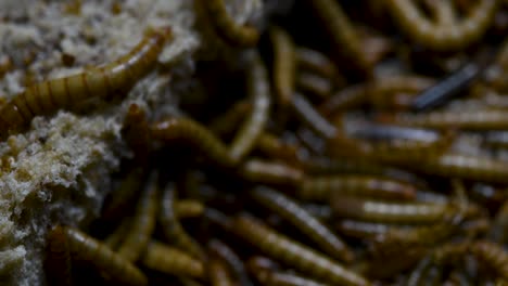 The-Mealworm-is-a-species-of-Darkling-Beetle-used-to-feed-pets-like-fish,-snakes,-birds,-and-frogs