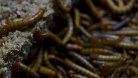 el gusano de la harina es una especie de escarabajo oscuro que se usa para alimentar mascotas como peces, serpientes, pájaros y ranas
