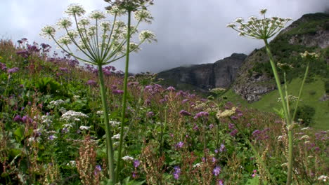 Fields-of-flowers-are-bluing-in-springtime