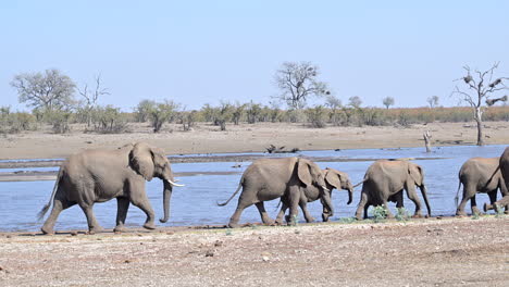 Elefante-Africano-Caminando-De-Prisa-Al-Lado-De-Un-Lago,-Vista-Lateral