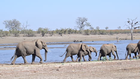 african elephant walking in hurry beside a lake, sideview