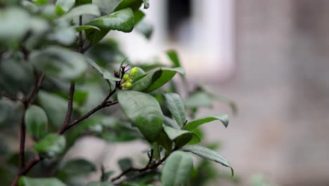 plant growth captured in twelve-second intervals