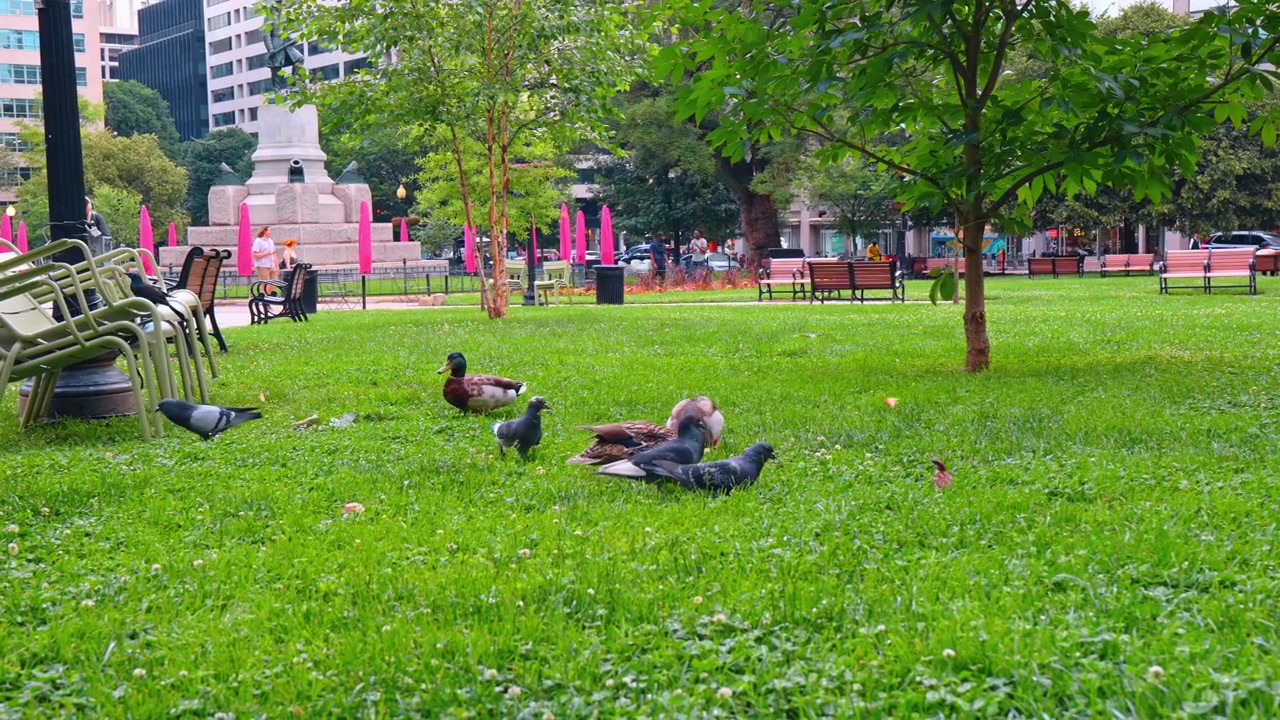 ワシントン、アメリカ合衆国、2026年6月12日：ワシントンD.C.の市立公園で緑の芝生の上で休むアヒルとハト。ベンチ、傘、記念碑の台座の近くの芝生で餌を探すマガモや鳥たち。
