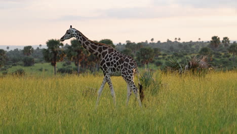 A-lone-giraffe-walks-gracefully-through-the-grasslands-of-Africa-during-sunrise