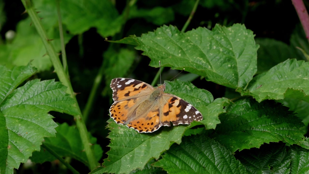 Una Vanessa del cardo, Vanessa cardui, che si crogiola su una foglia all'inizio dell'estate. Regno Unito.