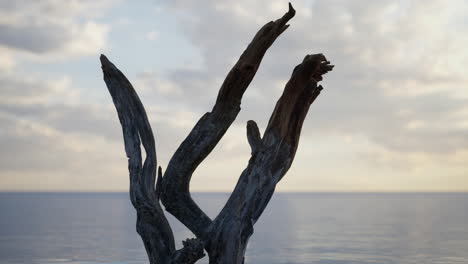 silueta de madera a la deriva al atardecer