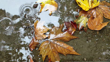 outdoor close up top view of rain drops ripple and rain bubble, over wet maple tree leaves socked in rainy water, on the street in autumn