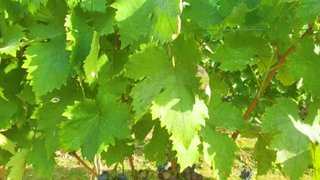 slow motion footage of vineyard with grapes ready for picking