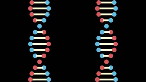 2d animation of two dna on a black background. 60fps
