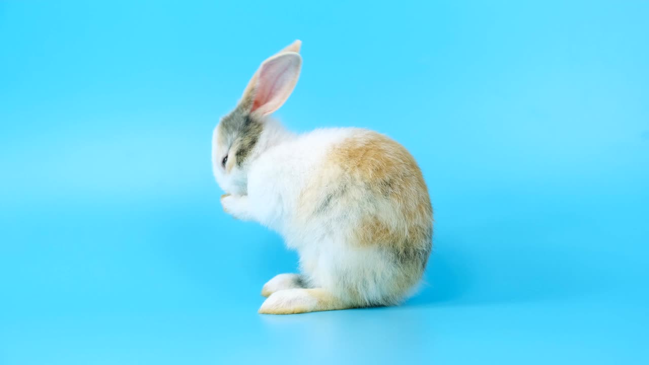 사랑스러운 토끼는 얼굴과 다리를 아.