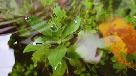 cierre de plantas sumergidas en agua