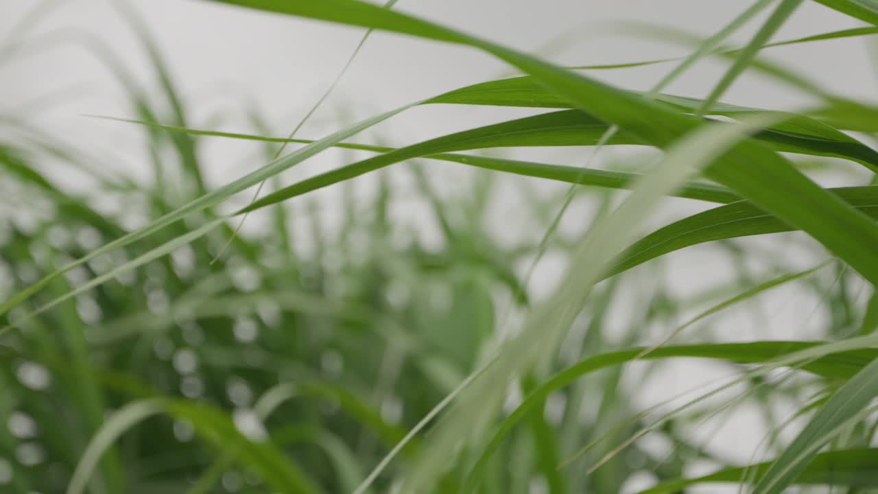 Close up, blurred close sugar cane leaves blow and sway in the wind on a grey sky background