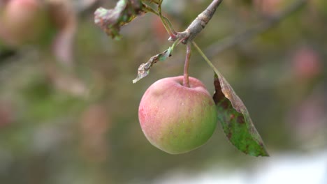 a single apple hanging on a branch of an apple tree