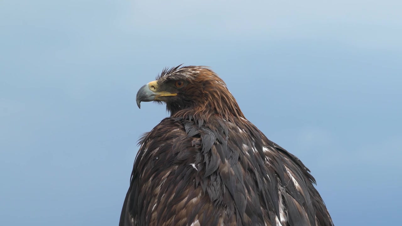 Aquila reale appollaiata contro un cielo nuvoloso.