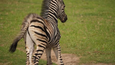young zebra foal successfully stands up on a windy day at addo park, tilt up, full body scan