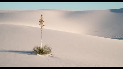 yucca plant in white sands desert