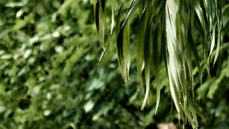 las hojas verdes vibrantes brillan cuando las gotas de lluvia se aferran y caen de las palmeras