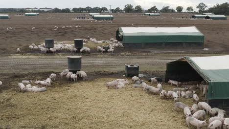 cute pink pigs huddled together on a chilly day in muddy fields