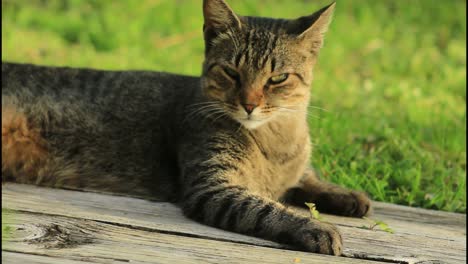 tabby cat resting on wooden planks in the grass