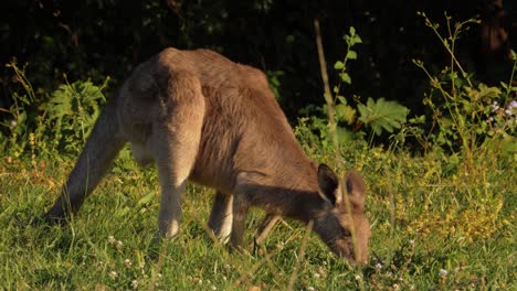 Canguro-Gris-Oriental-Solitario-Alimentándose-En-Una-Mañana-Soleada---Qld,-Australia---De-Cerca