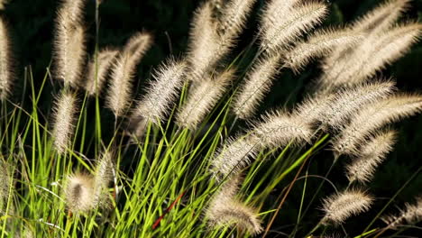 backlit ornamental grass sways in gentle breeze