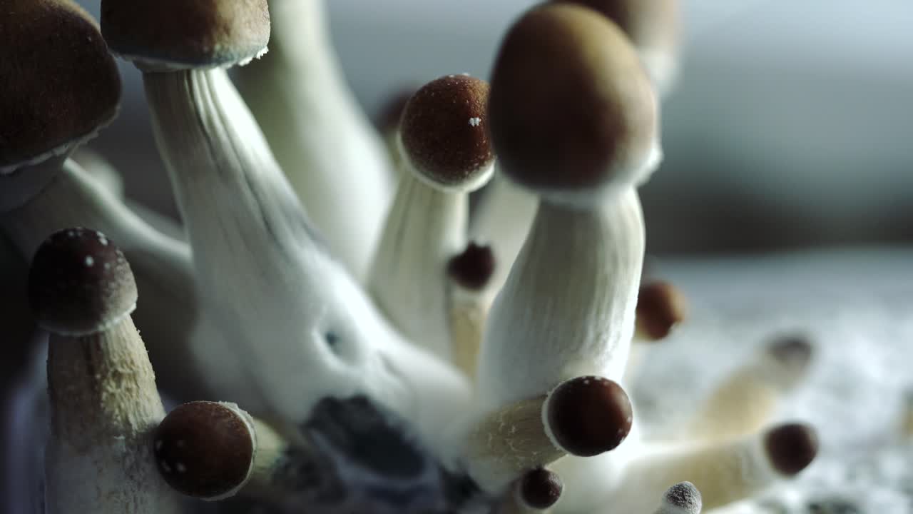 varios primeros planos de 4k de un lote creciente de hongos psilocybe