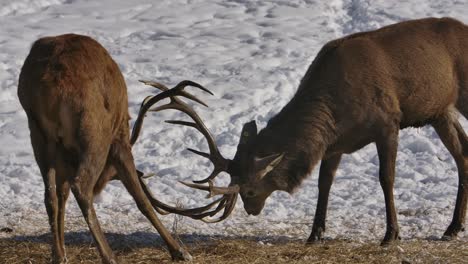 elk bucks side profile locking antlers in battle slomo