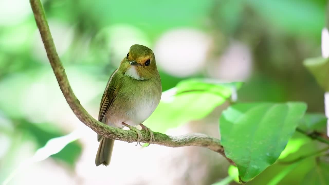sentado en una vid mirando hacia abajo y a su alrededor mientras agita su cola durante un día soleado en el bosque, el mosquero de garganta blanca anthipes monileger, tailandia
