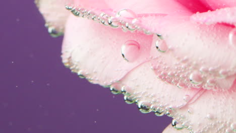 pink flower petals with bubbles underwater