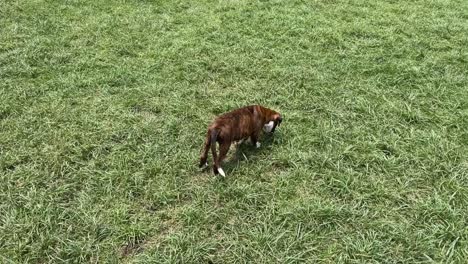 día de diversión para perros en el césped verde
