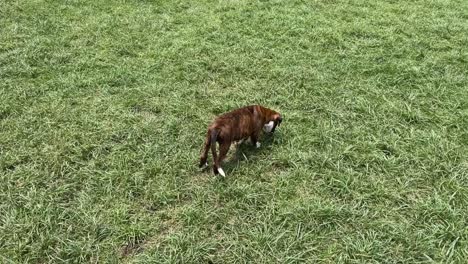 dog fun day on the green lawn