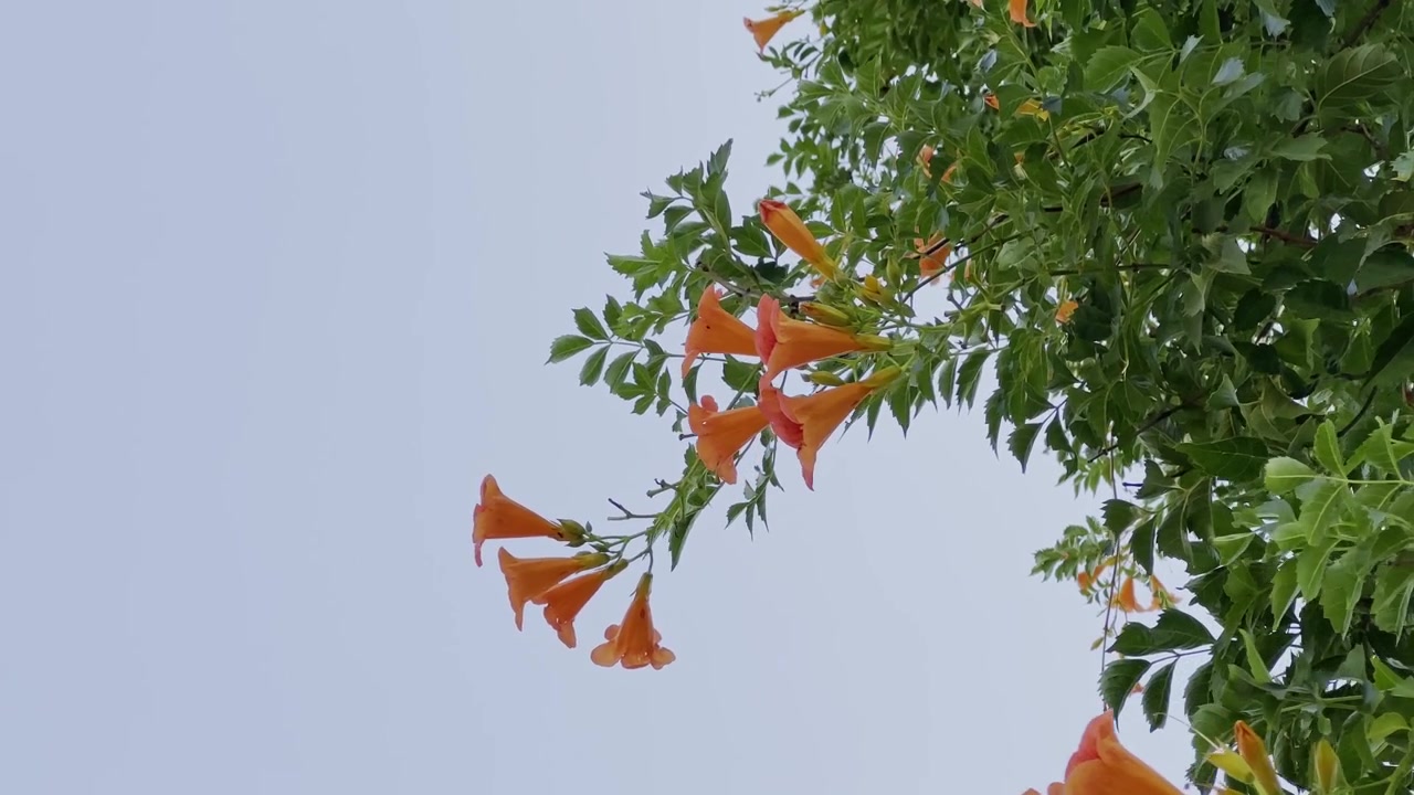 Flores de cipó-de-são-joão laranja penduradas em uma trepadeira verde frondosa contra um céu suave e claro sob a luz natural do dia!