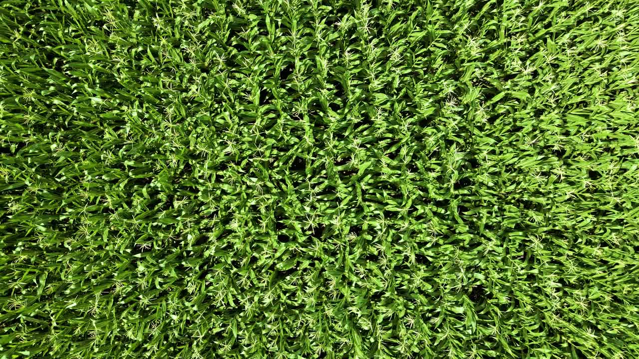 un dron sube más alto sobre un campo de maíz que sopla y el suelo fértil cerca del refugio nacional de vida silvestre great dismal swamp