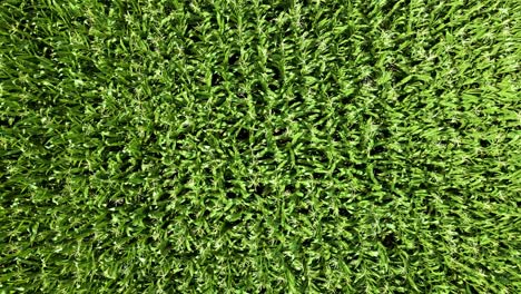 un dron sube más alto sobre un campo de maíz que sopla y el suelo fértil cerca del refugio nacional de vida silvestre great dismal swamp