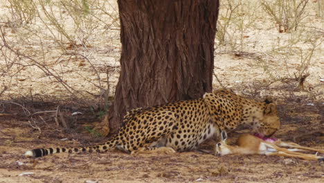 southeast african cheetah feeds on a fresh kill while watching the surrounding environment