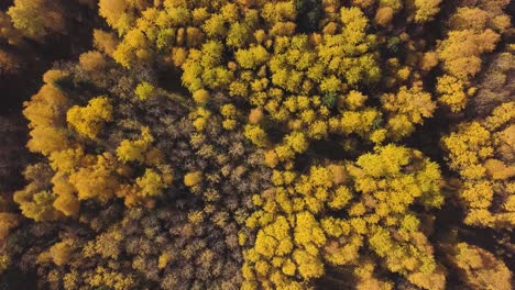 autumn forest aerial view