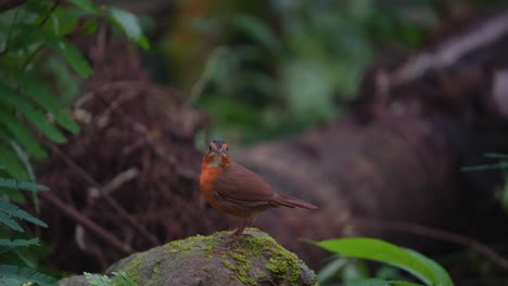 el babbler de tapa negra de java es una especie de ave de la familia pellorneidae